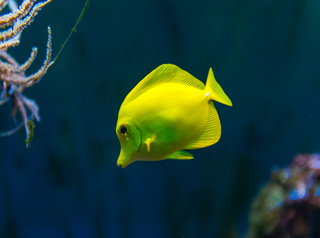 Colorful fish in aquarium saltwater worldの写真素材