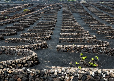 Vineyards in La Geria. Lanzarote - canary islands. Spainの写真素材