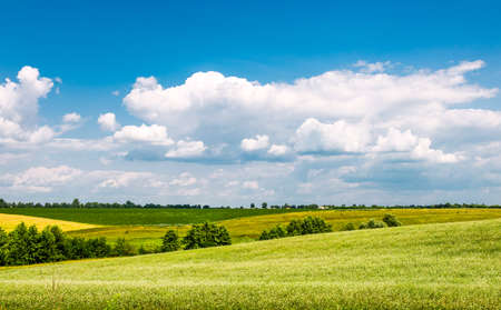 Yellow-green field under the beautiful clouds
