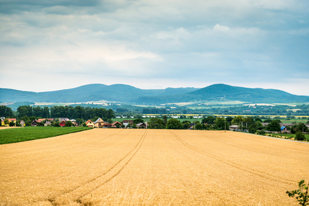 Yellow-green field under the beautiful cloudsの写真素材