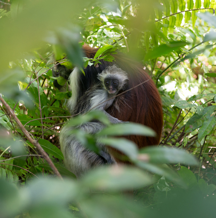 little funny face of monkey kid in mother fur in Jozani Chwaka Bay National Park, Zanzibarの写真素材