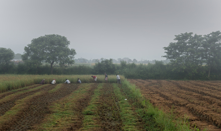 People harvesting rice in Nepal.の写真素材