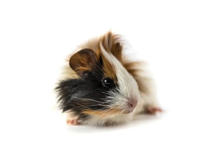 Guinea pig isolated on white backgroundの写真素材