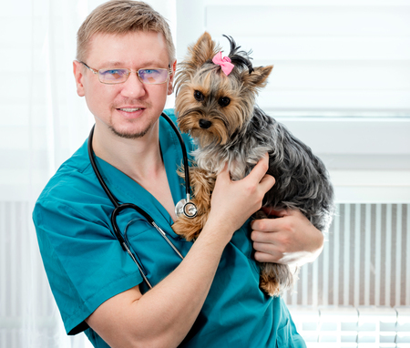 Veterinarian holding Yorkshire Terrier dog on handsの写真素材