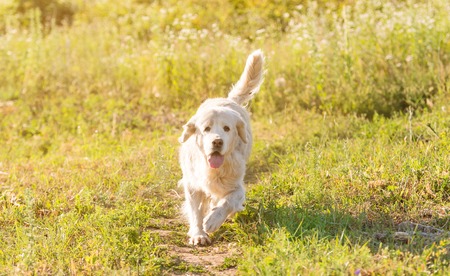 golden retriever meadowの写真素材