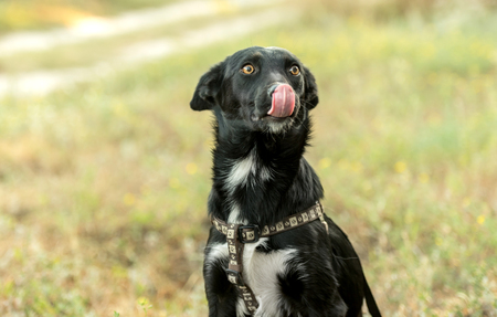 non-pedigree dog on the grassの写真素材