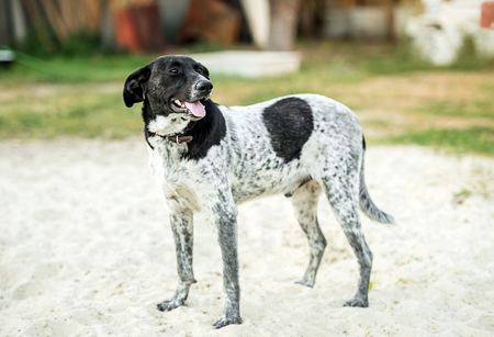 non-pedigree dog on the grassの写真素材