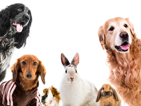 Group of cute fluffy animals looking on camera isolated on white backgroundの写真素材