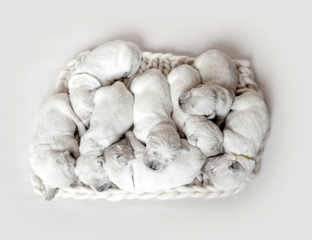 Top view of eight cute newborn golden retriever puppies sleepingの写真素材