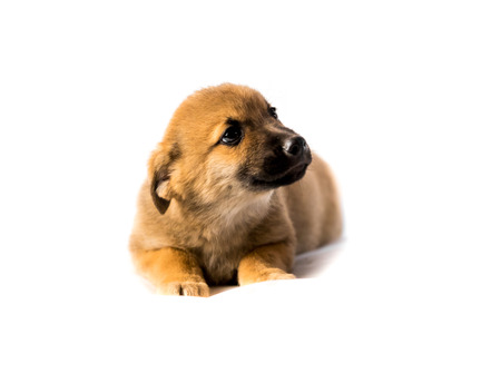 Cute light brown puppy isolated