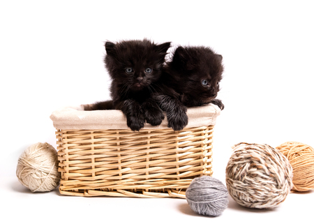Small black kittens in a basketの写真素材