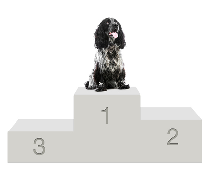 Cute fluffy white black dog sitting isolatedの写真素材