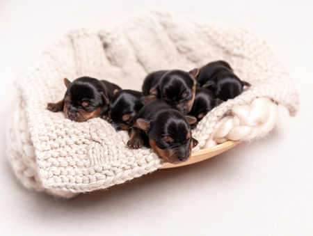 Black york breed puppies sleeping on blanketの写真素材