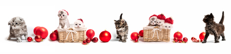 Set of kittens with new year decorationsの写真素材