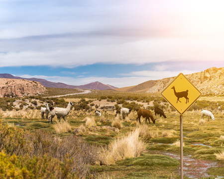 Sign of lamas area in Boliviaの写真素材