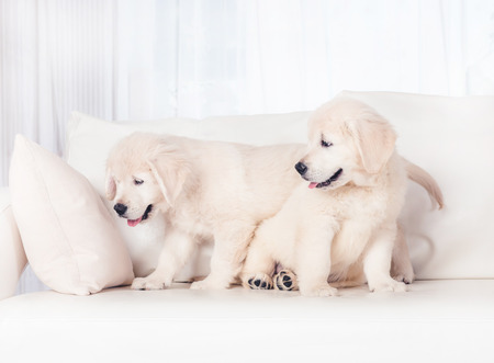 Two puppies on sofaの写真素材