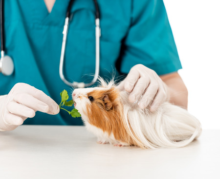 Feeding the guinea pigの写真素材