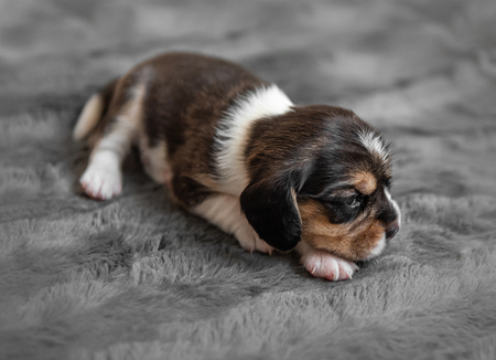 Cute puppy sleeping on veilの写真素材