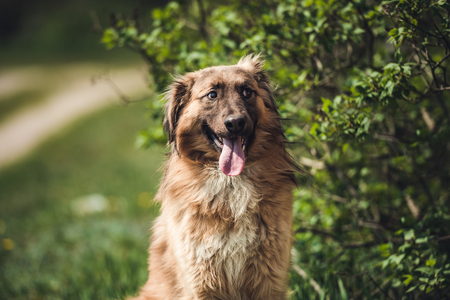 Good stray doggyの写真素材
