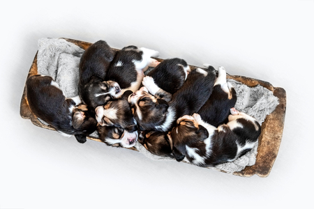seven cute beagle puppies in the old troughの写真素材