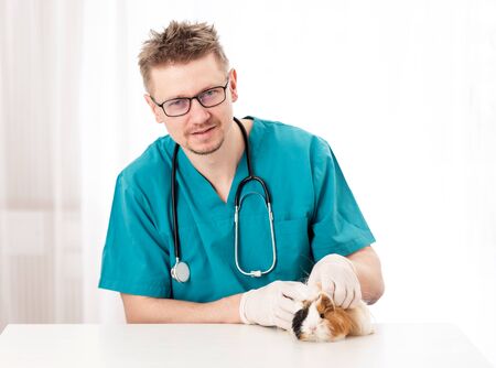 Veterinary examining little guinea pig