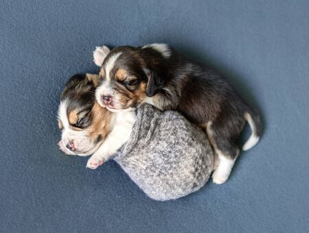 Two cute beagle puppies on carpetの写真素材