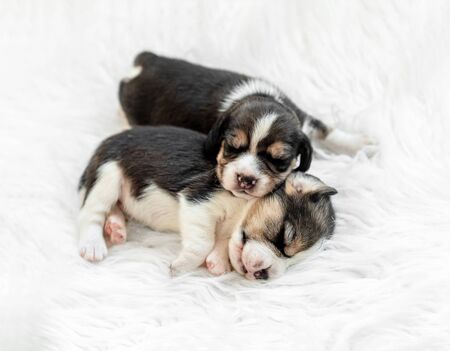 Little beagle pups, sleepingの写真素材