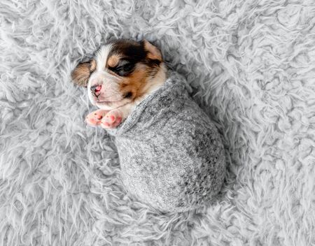 Little cute beagle puppyの写真素材