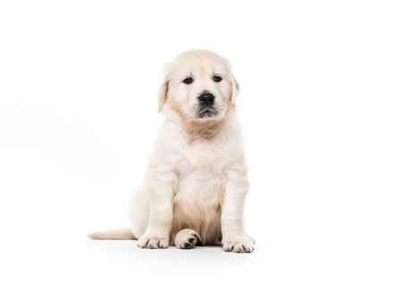 Golden retriever puppy sitting isolatedの写真素材