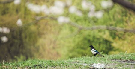 magpie sits in a meadowの写真素材