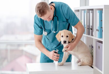 Veterinarian cutting dog clawsの写真素材