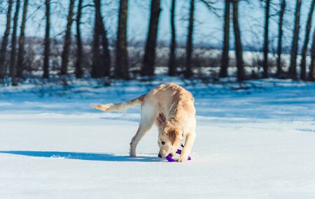 Cute dog playing with toy ring outside in winter