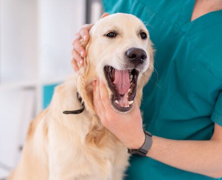Dog examined by veterinarianの写真素材