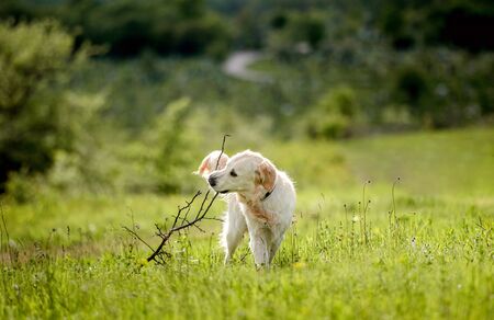 Cute dog sitting on blooming field