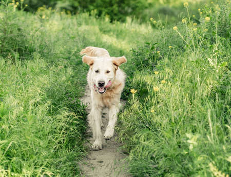 Funny dog running on sunny meadow