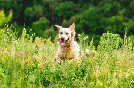 Funny golden retriever on flowering field