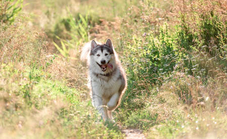 Alaskan malamute running on sunny fieldの写真素材