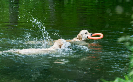 Beautiful golden retrievers swimming in riverの写真素材