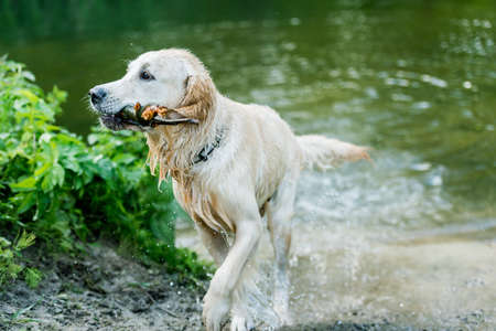 Lovely dog having fun in river