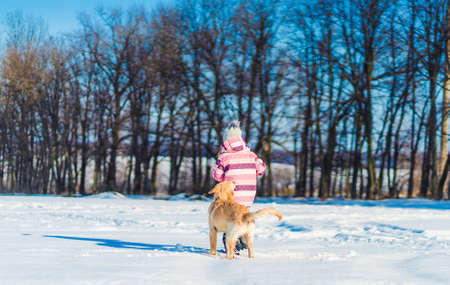 Playful dog and lovely girlの写真素材