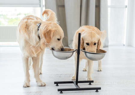 Couple of golden retrievers drinking water