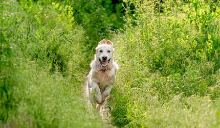 Nice dog running on blooming meadowの写真素材
