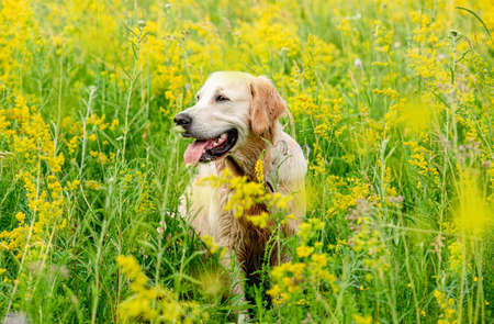 Funny golden retriever on flowering fieldの写真素材