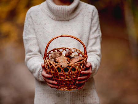 Basket full of mushrooms in girls handsの写真素材