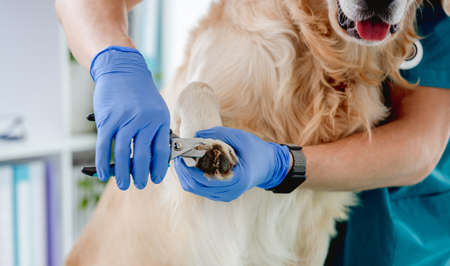 Vet trimming claws of golden retriever dog