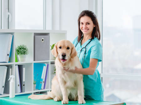 Golden retriever dog examination in veterinary clinic