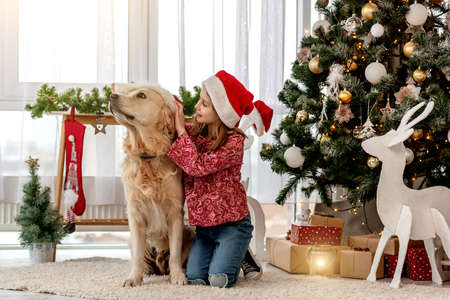 Little girl putting santa hat on dogの写真素材