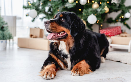 Dog near christmas tree at home