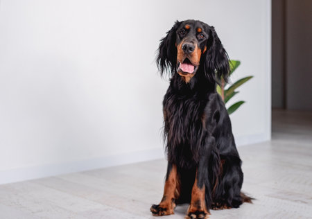 Gordon setter dog sitting on floor near white wall at homeの写真素材