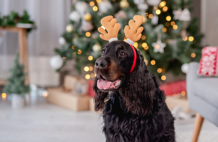 Scottish setter dog in reindeer horns rim near decorated christmas tree at homeの写真素材